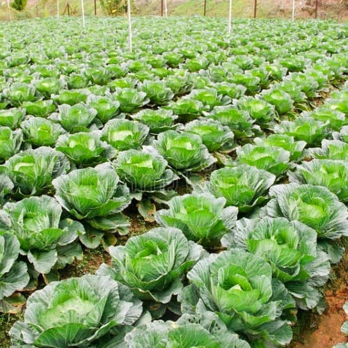 cabbage-picker